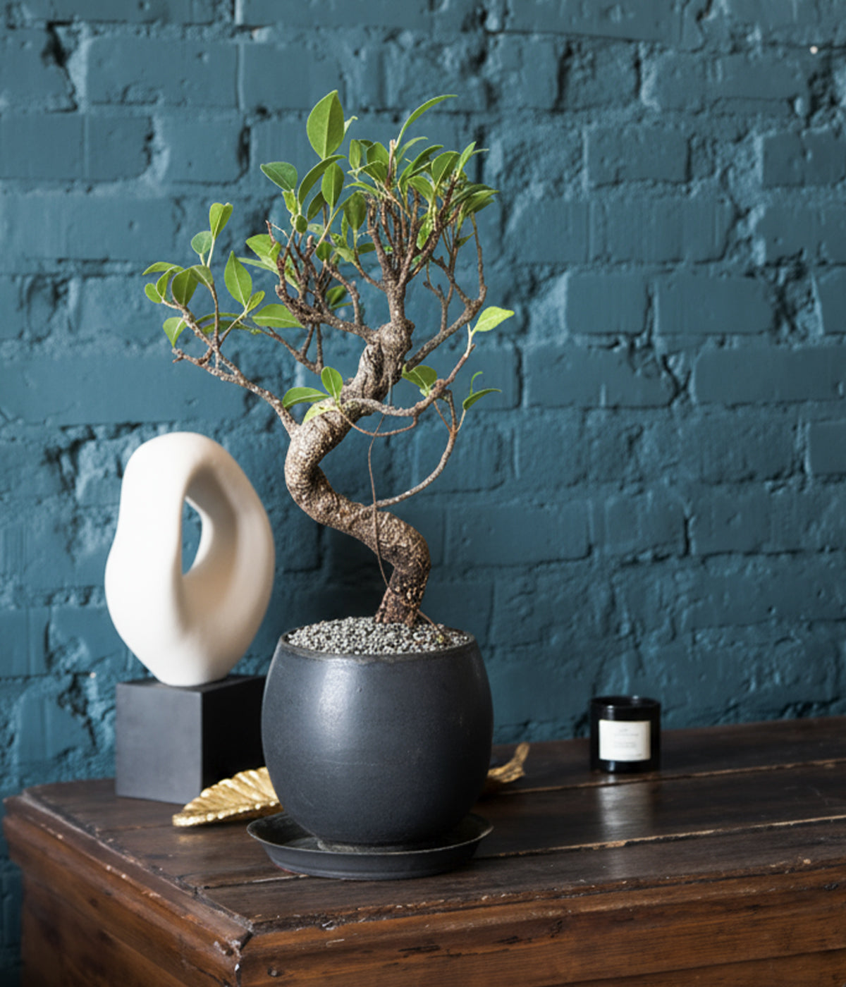 indoor bonsai tree for desks, shelves, and small home spaces