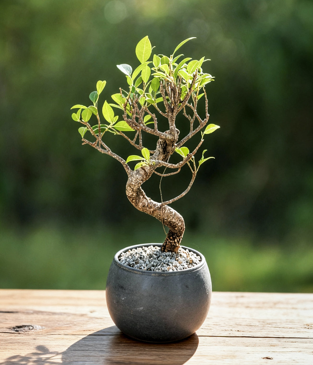 ficus bonsai tree with thick trunk and branching canopy
