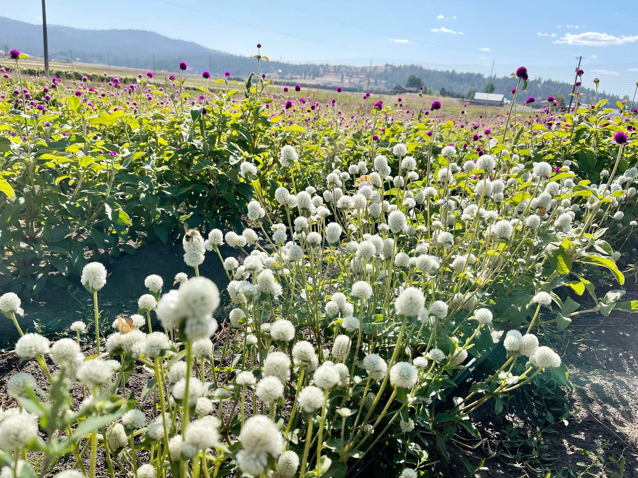 Ammobium daisies blooming in the field for dried floral arrangements