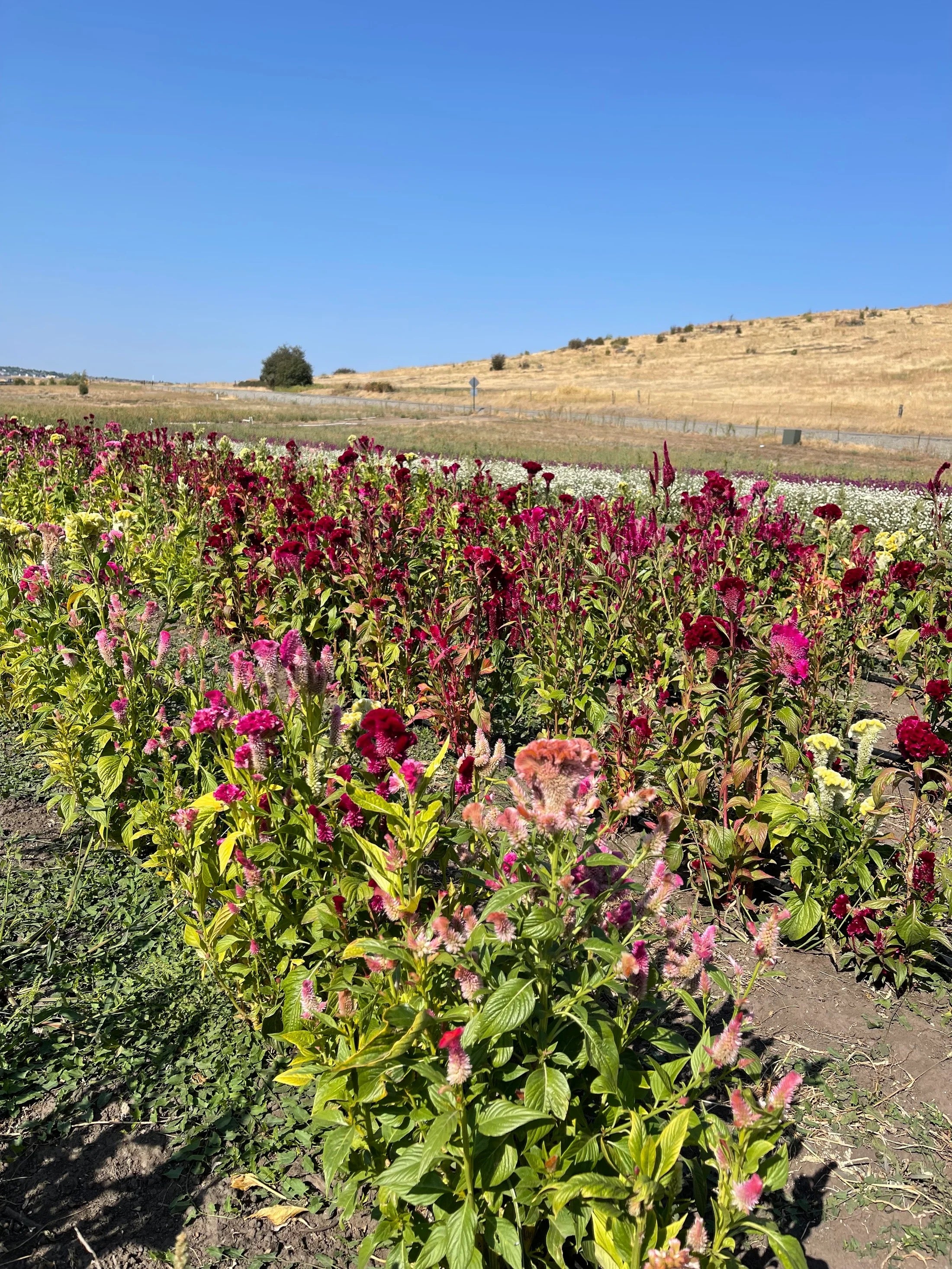 Celosia flowers growing on a farm, later dried for handcrafted bouquets
