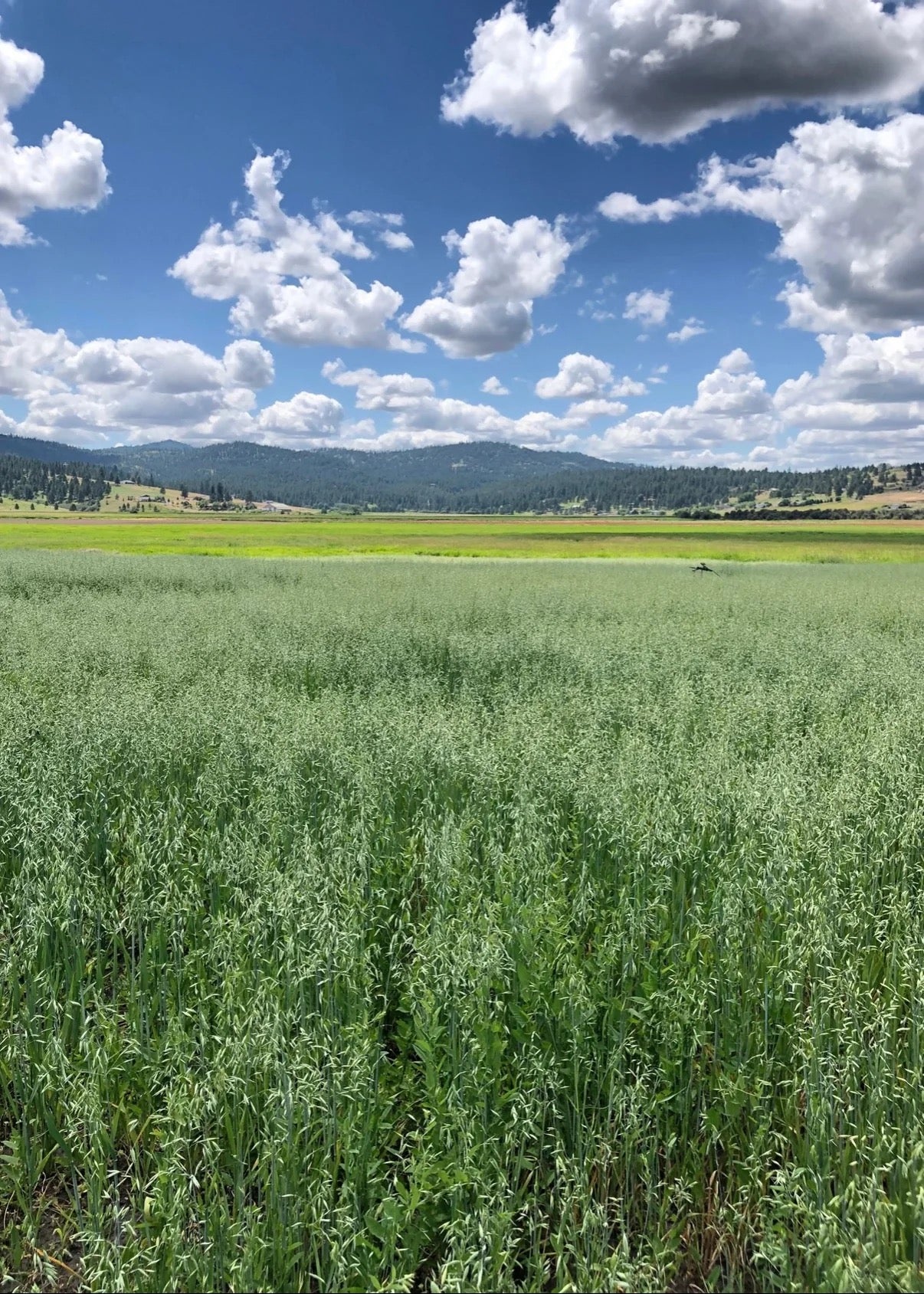 Green field growing on a flower farm, part of seasonal dried bouquet production