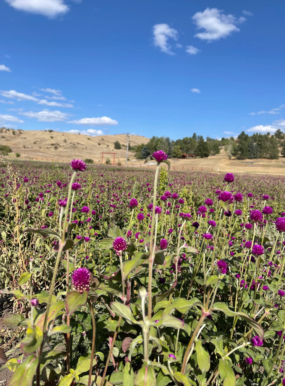 Flower field with purple globe amaranth growing before harvest for dried bouquets