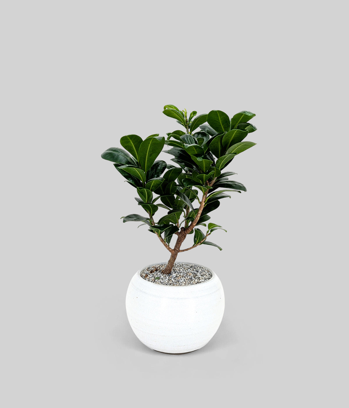 indoor ficus tree with dense evergreen canopy in a white pot for home or office styling