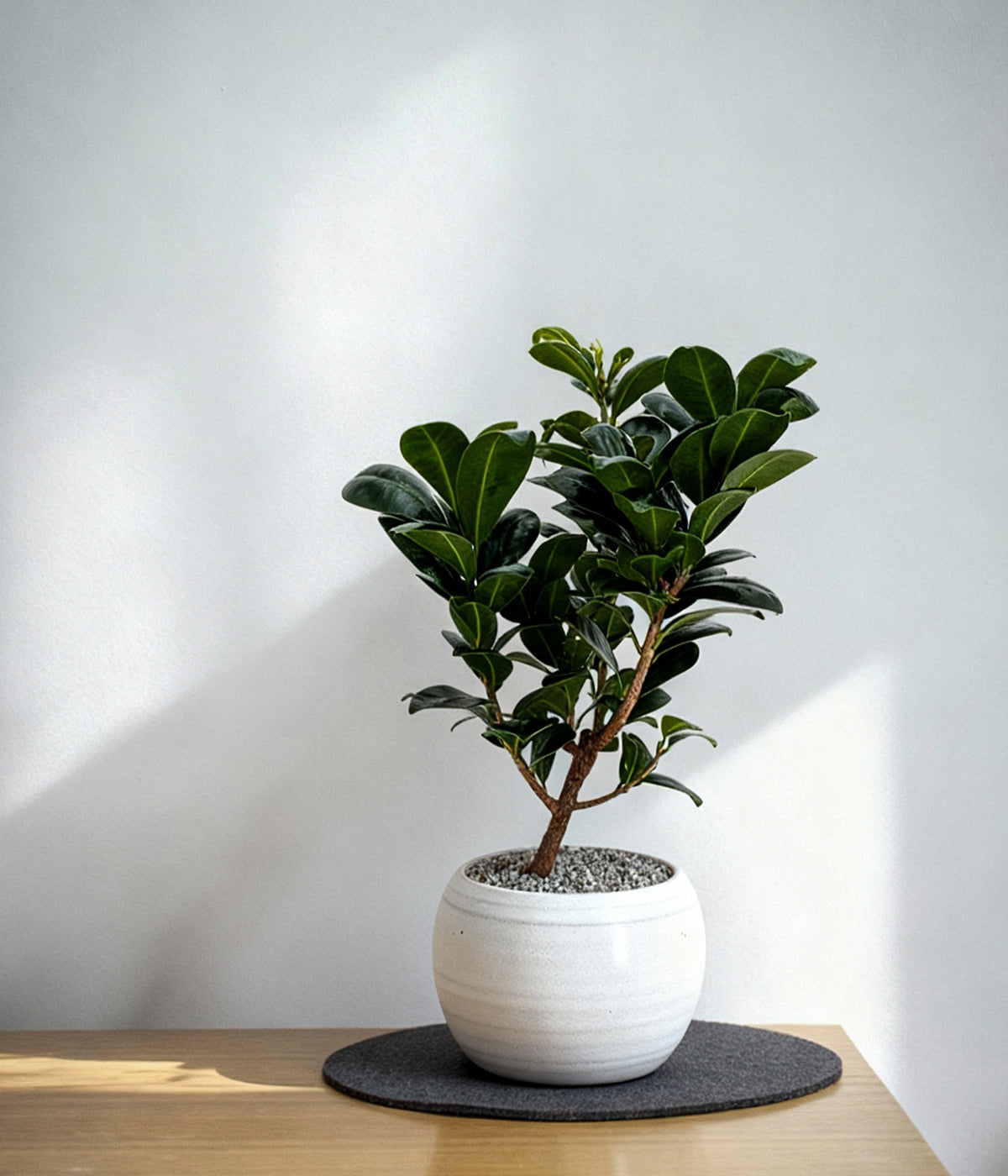 small bonsai tree for home in a handmade white vessel