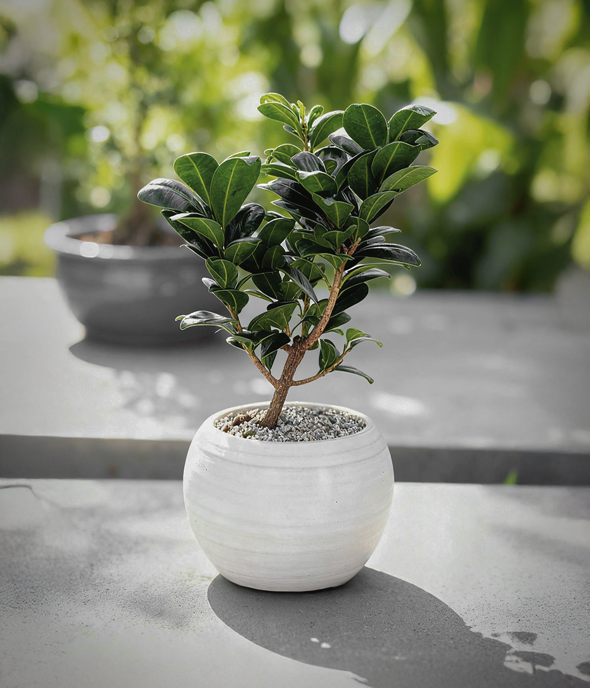 dwarf ficus tree with rounded glossy leaves for bright indoor spaces