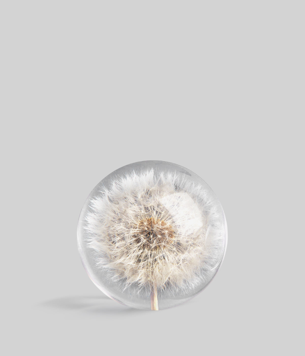 Botanical glass paperweight featuring a preserved dandelion seed head encased inside, displayed on a light grey background
