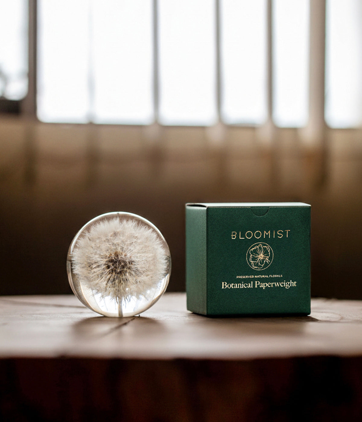 Dandelion botanical glass paperweight placed on a wooden surface beside a green Bloomist gift box, with sunlight coming through the window