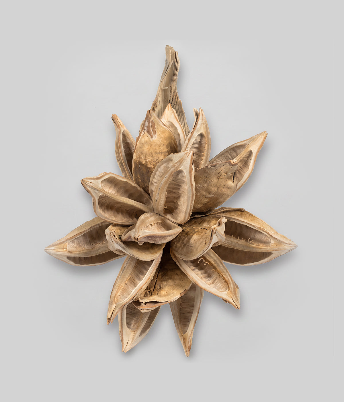 Dried Bleached Star Pod