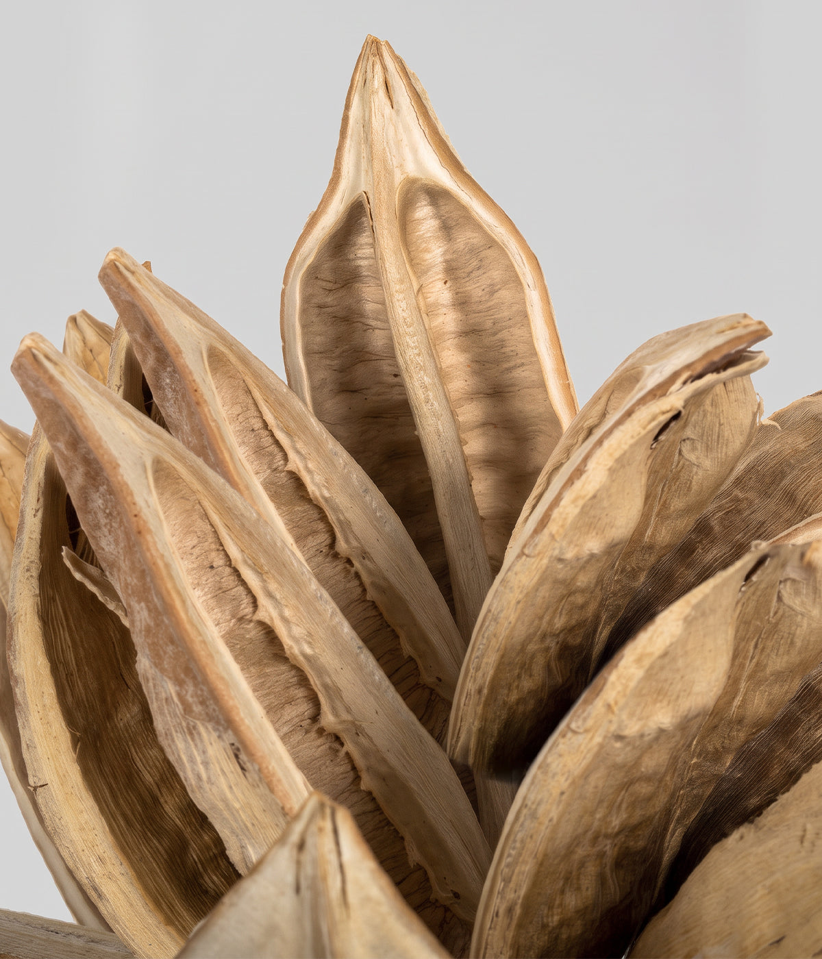 Dried Bleached Star Pod