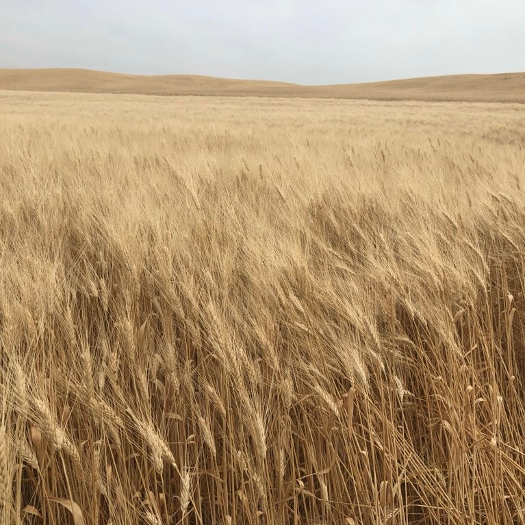 Golden wheat field on USA farm for dried wreaths