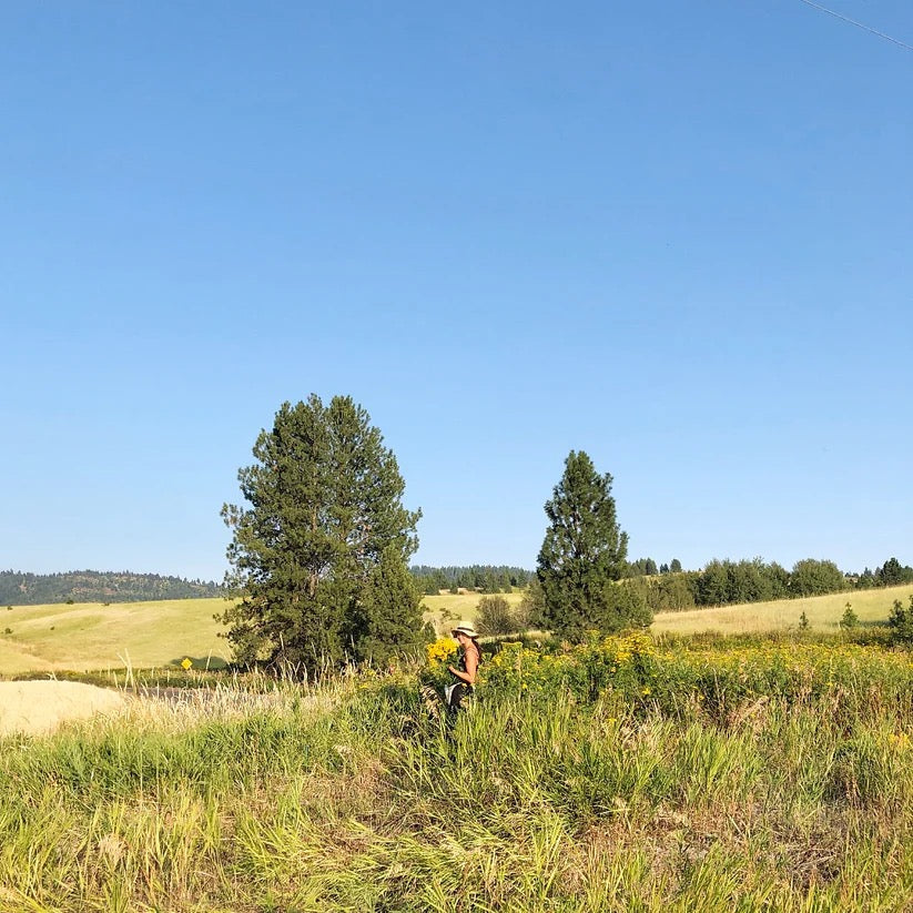 Farm landscape with trees on USA farm where wreath flowers are grown