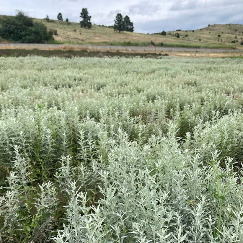 Silver-green plants growing in field on USA farm for wreaths