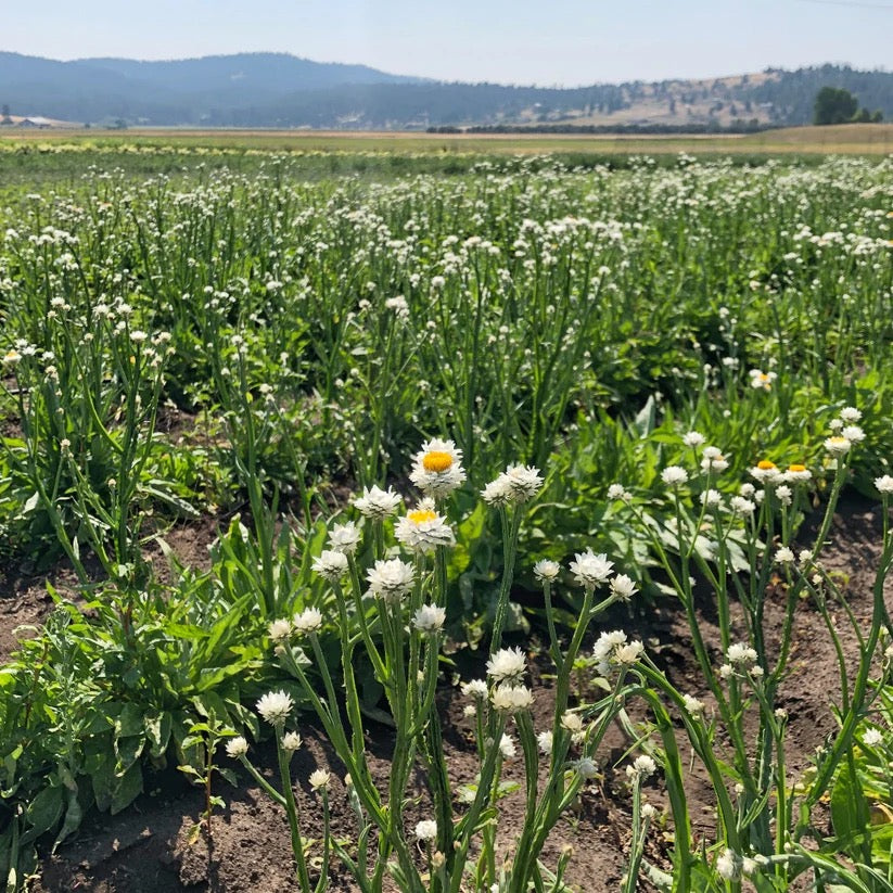White ammobium daisies growing in field on USA farm for wreaths
