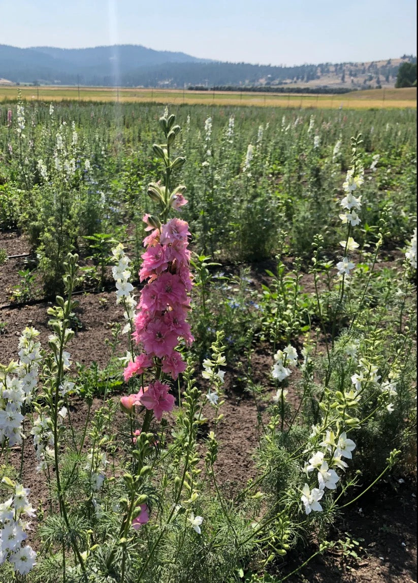 Larkspur and flowering stems growing in USA farm fields during the spring season