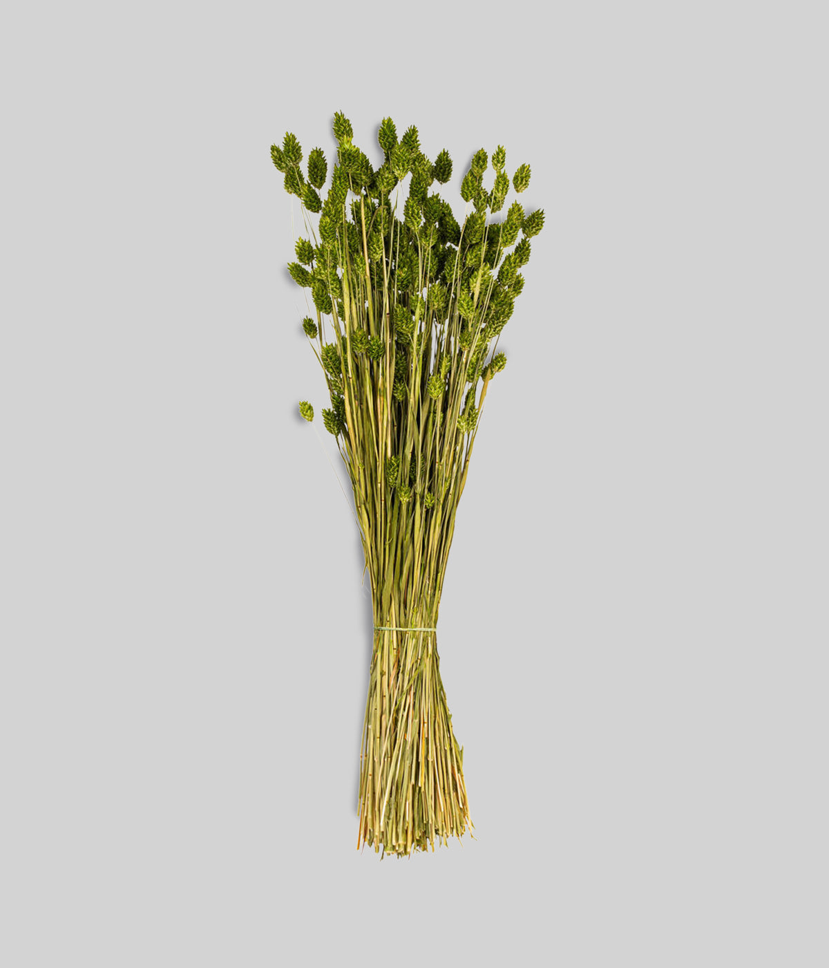 Dried green phalaris grass bunch with clustered seed heads and golden stems on gray background