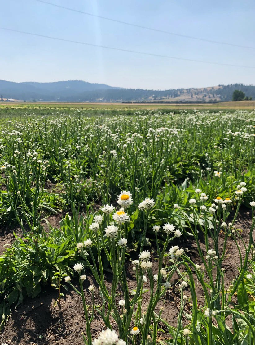 Green wildflower field on USA farm for dried botanicals