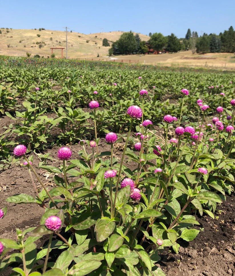 Pink globe amaranth field on USA farm for dried arrangements
