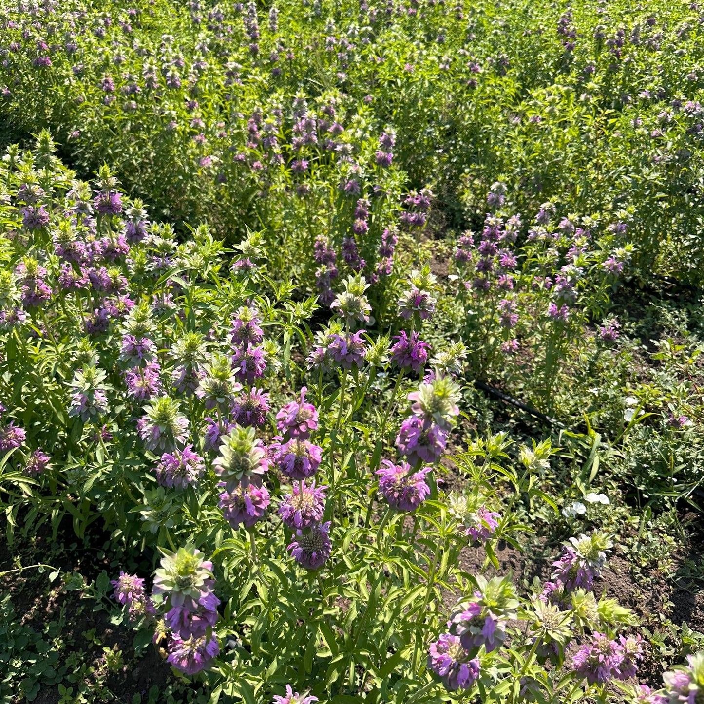 Purple statice growing in field on USA farm for colorful wreaths