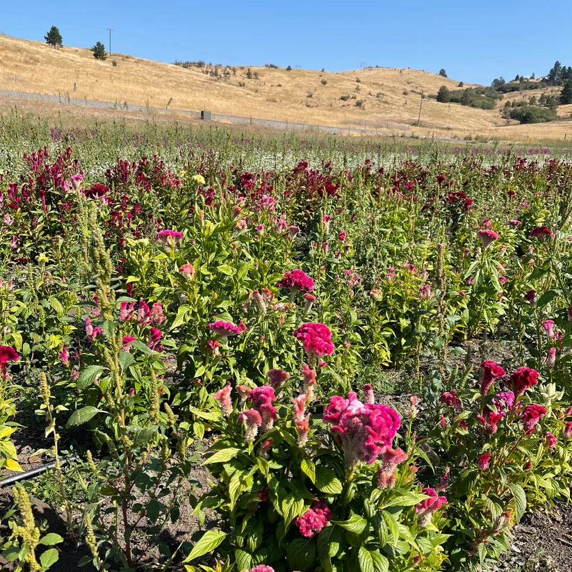 Colorful wildflower field on USA farm where wreath flowers grown