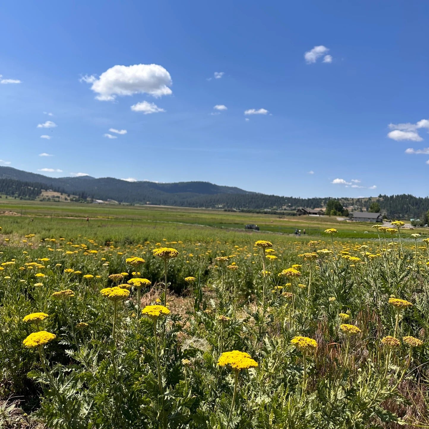 Yellow flower field on USA farm for dried arrangements