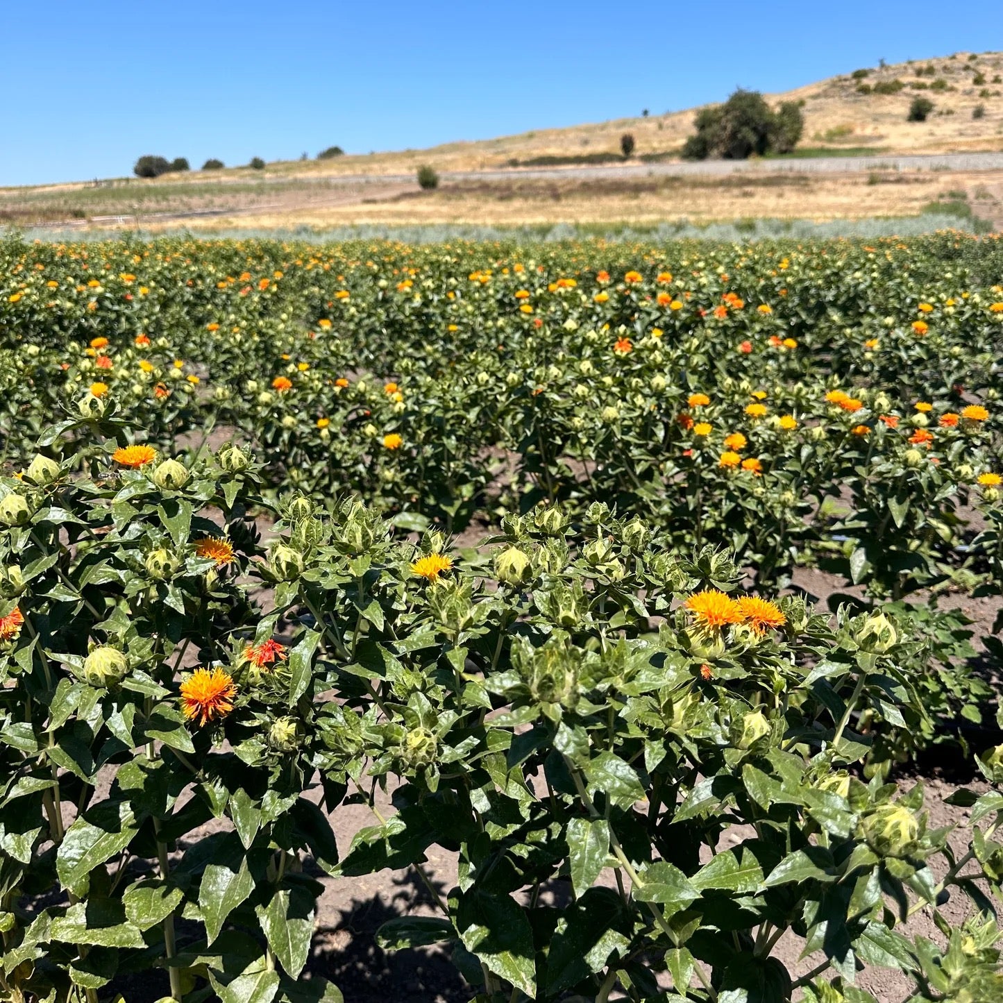Floral field landscape on USA farm where flowers are grown