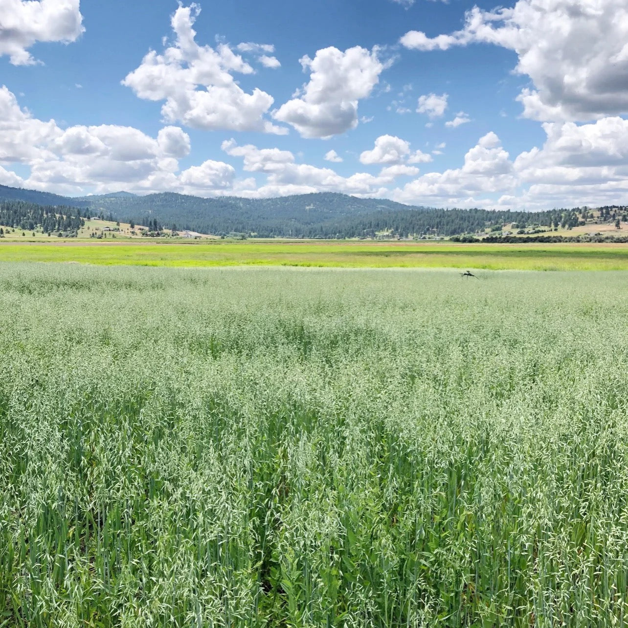 Natural grasses growing in field on USA farm for wreaths