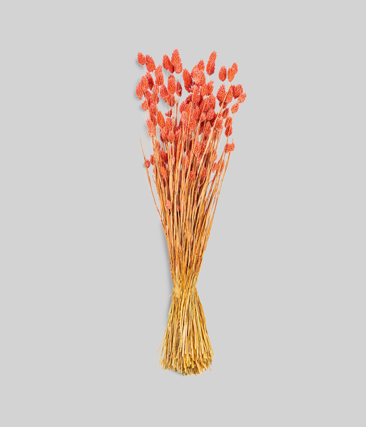 Dried Pink Phalaris