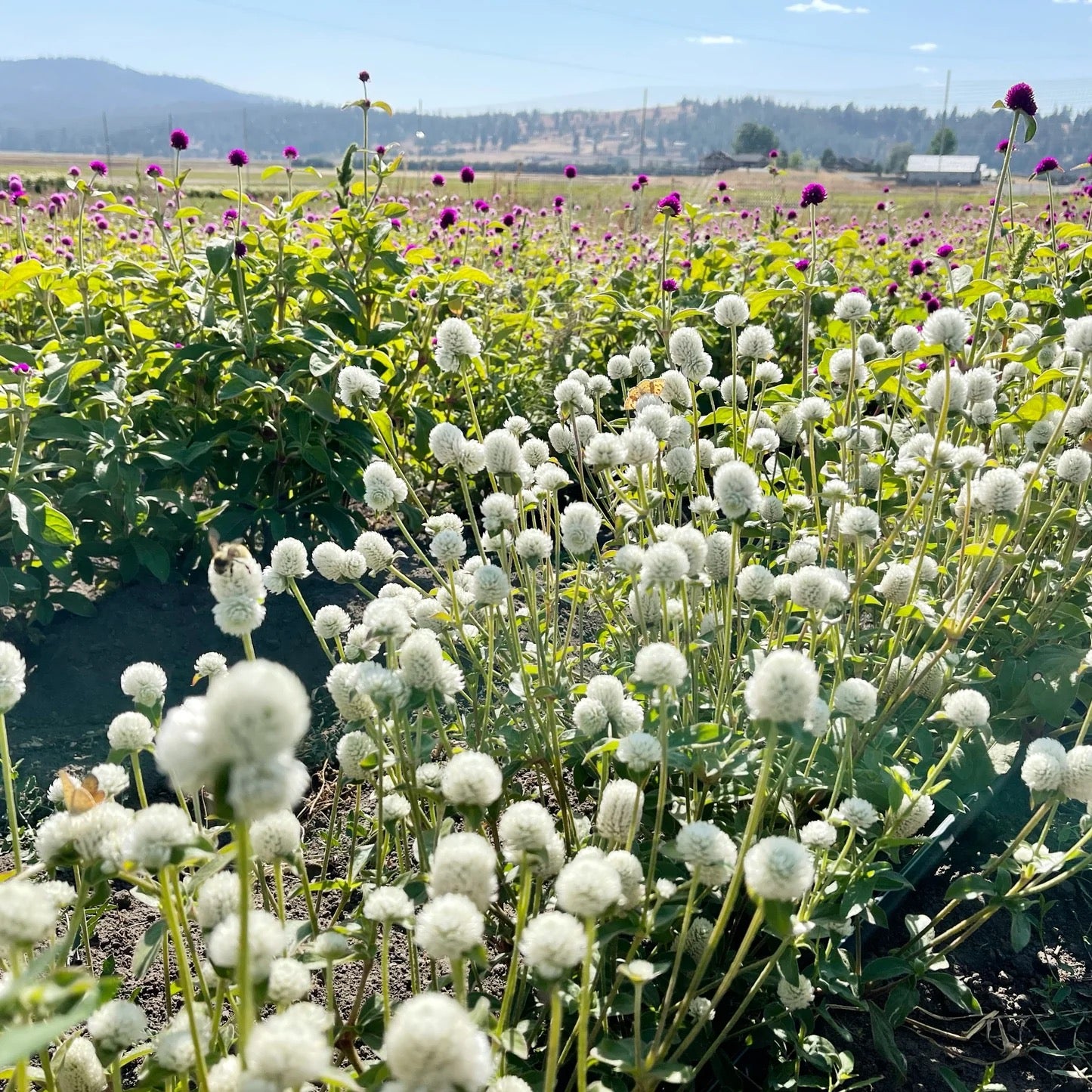 White wildflowers growing in field on USA farm for harvest