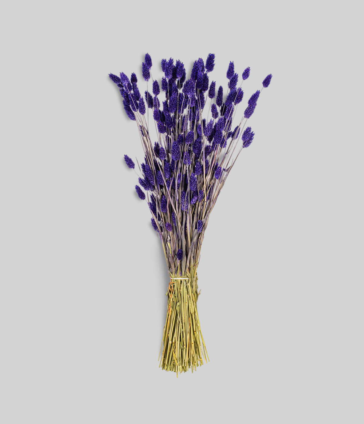 Dried purple phalaris bunch with upright seed heads and golden stems on gray background