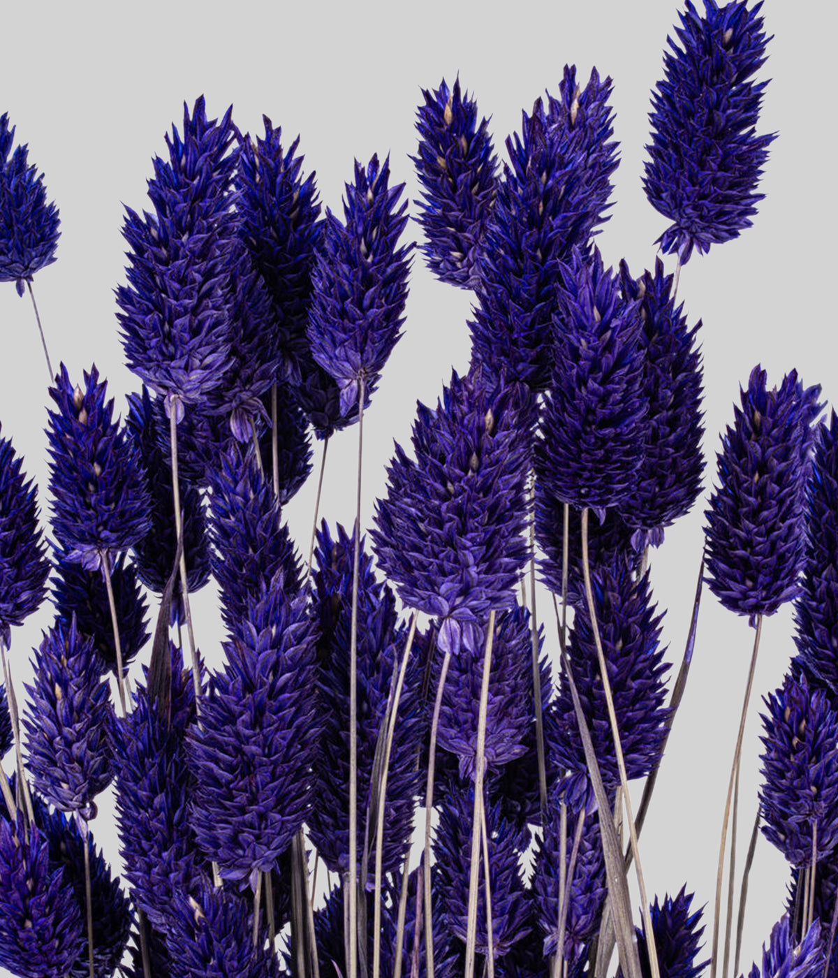 Close-up of purple phalaris showing dense clustered seed heads and rich color saturation