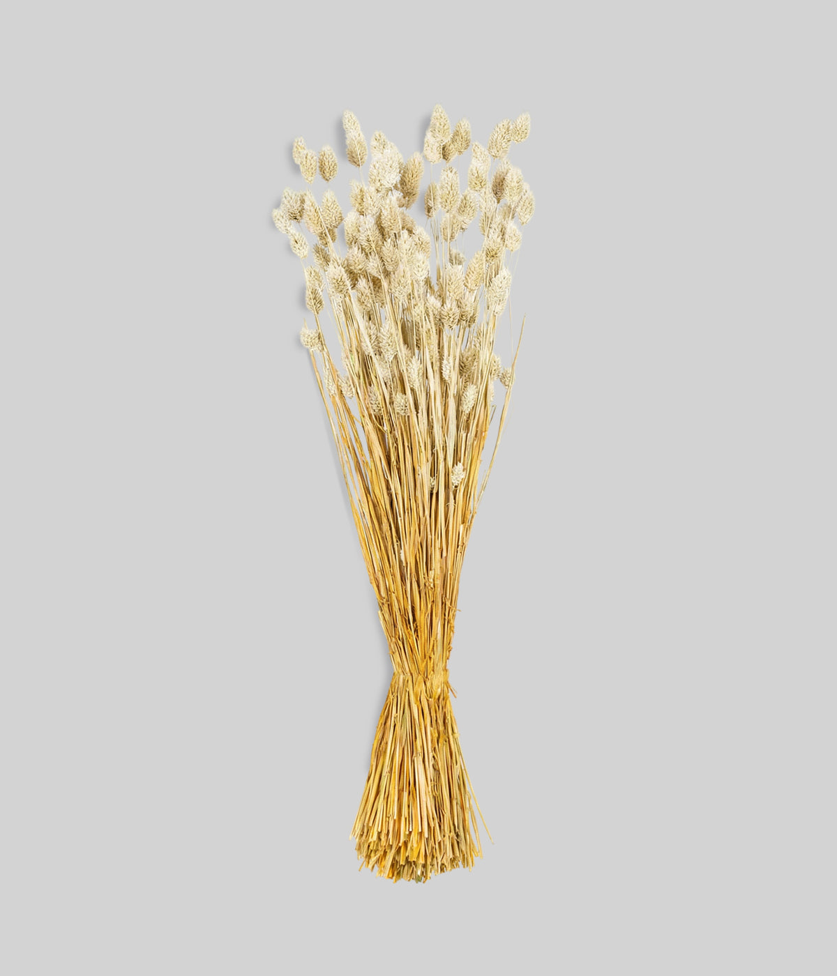 Dried whitewashed phalaris bunch with pale cream seed heads and warm-toned stems on gray background