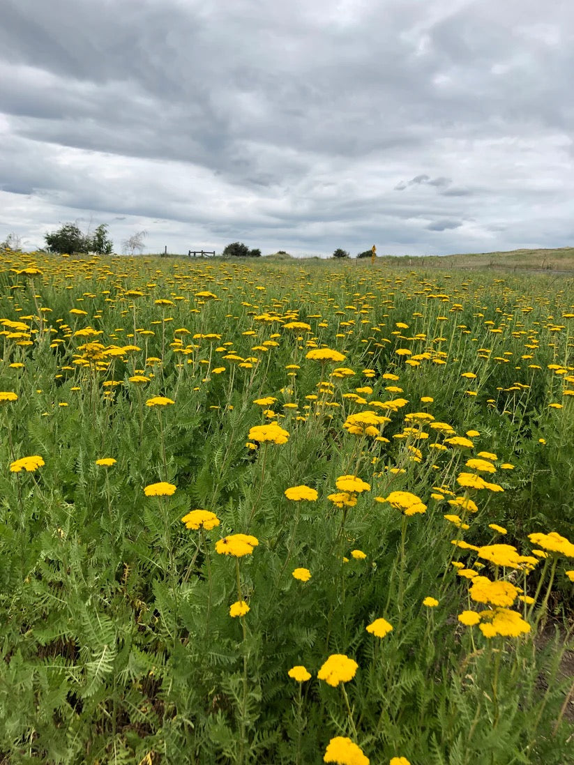 Yellow yarrow flowers blooming across a cultivated field on a rural flower farm