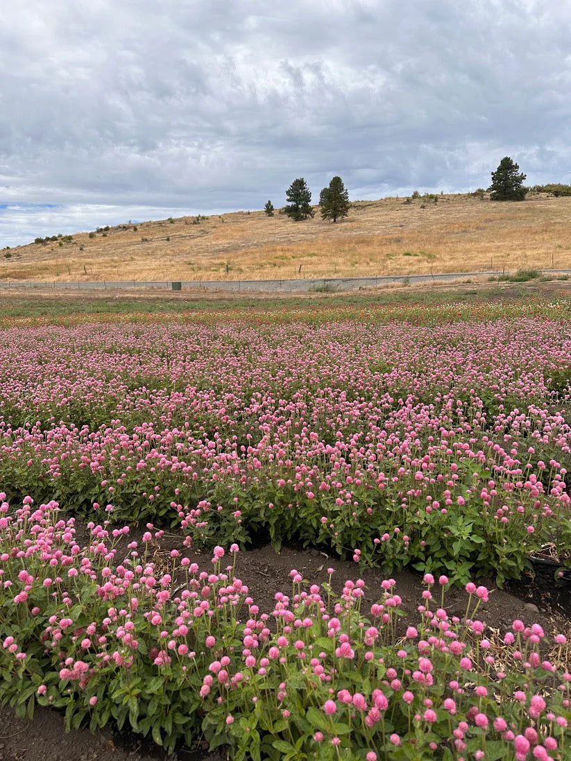 Mixed wildflower field with green foliage and seasonal blooms growing on a flower farm