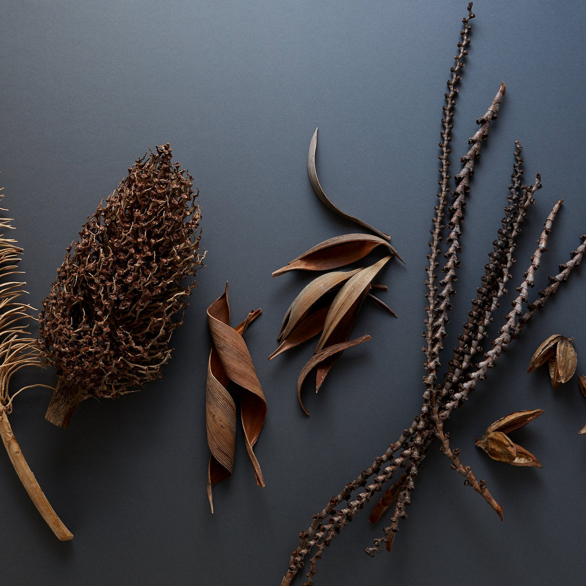 Brown palm paddles arranged with dried seed pods and botanicals on dark blue surface