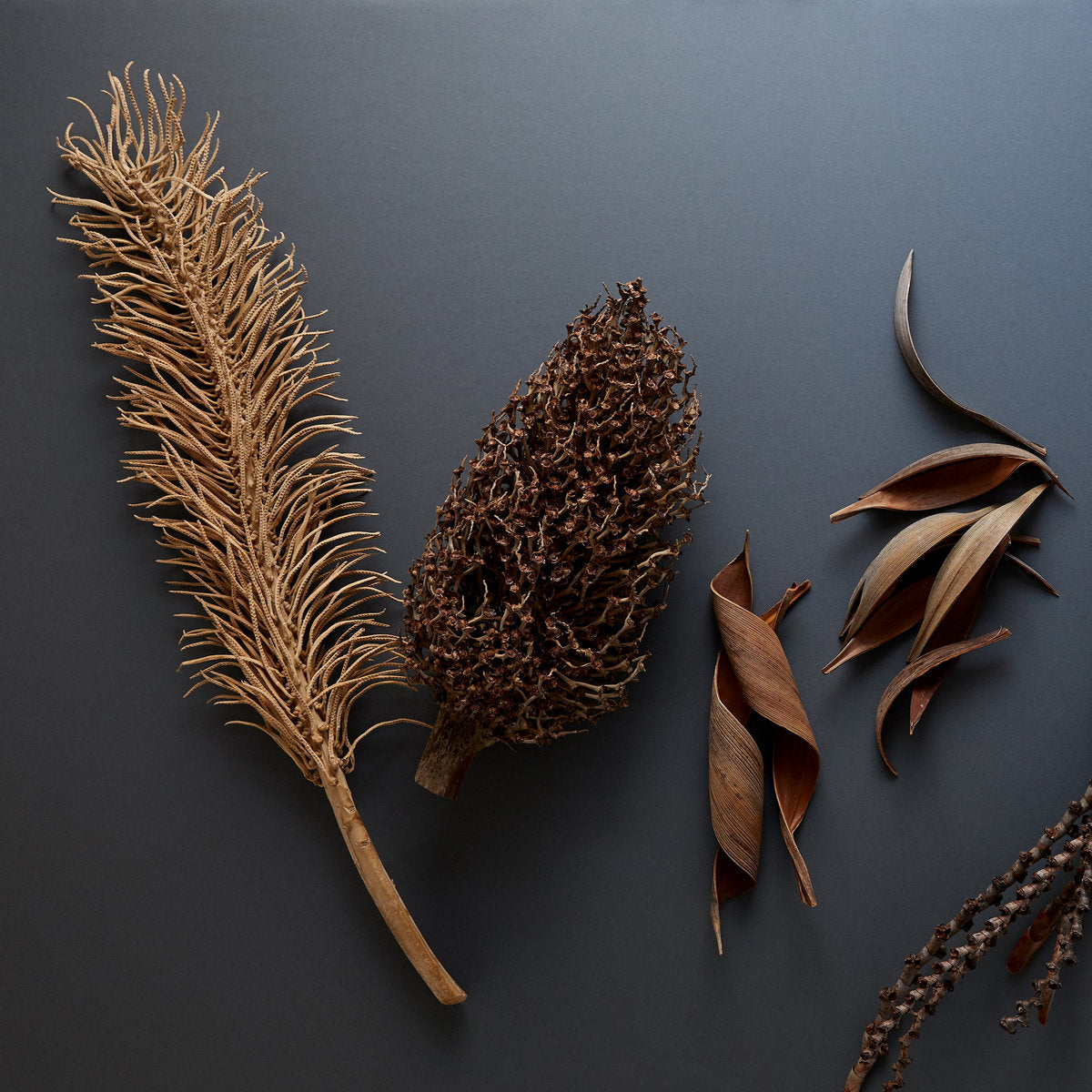 Natural Coco Paddles - Bloomist