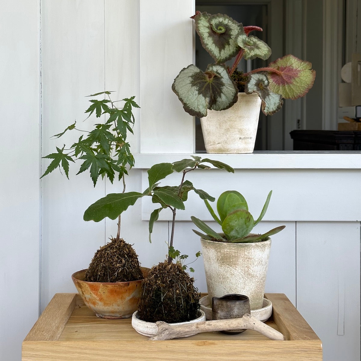 flapjack plant indoor Kalanchoe Flap Jack, Potted