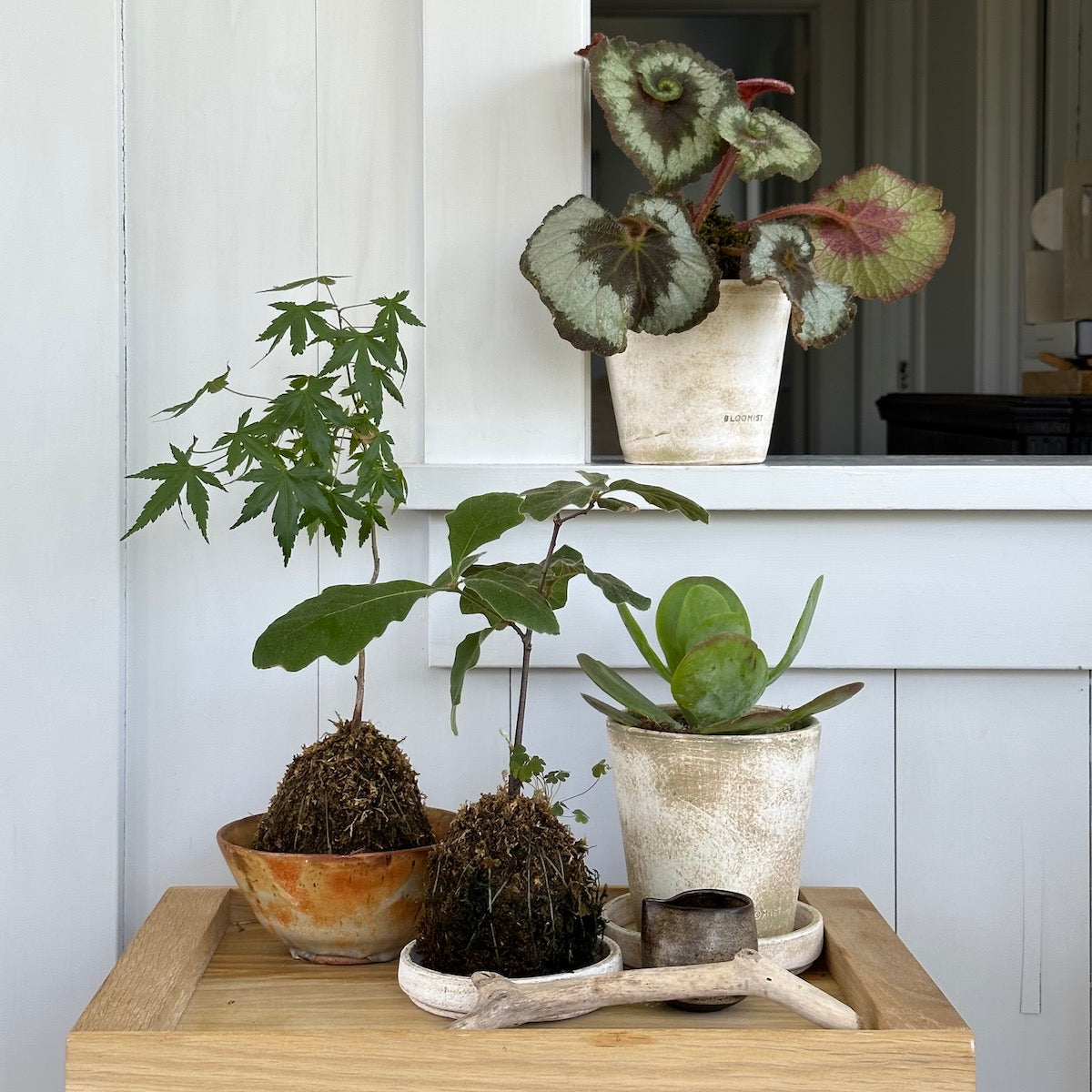 Kalanchoe Flap Jack, Potted - Bloomist