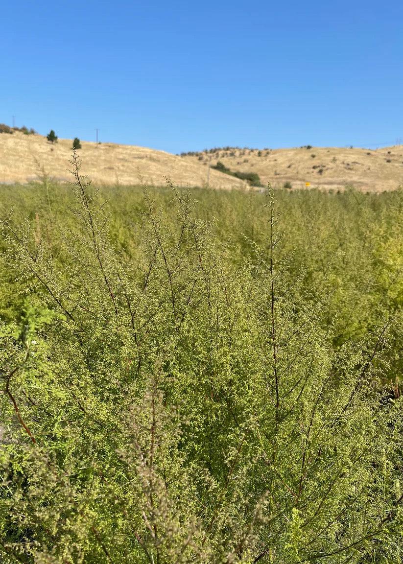 Natural grasses and wild botanicals growing in field on USA farm