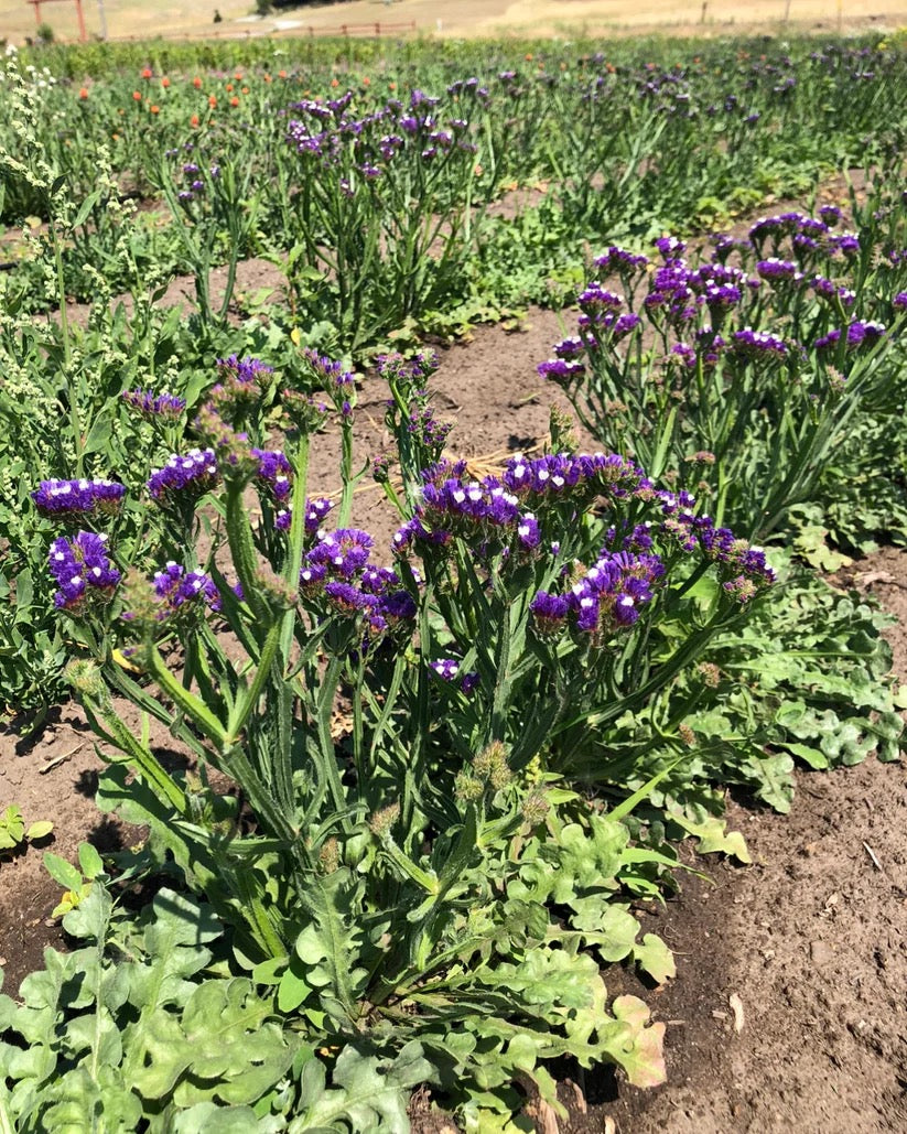 Purple globe amaranth field on USA farm for dried flower bouquets