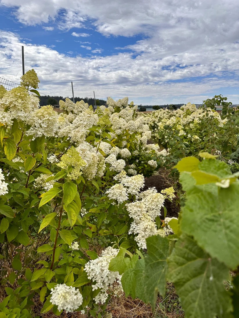 White wildflowers growing in field on USA farm for harvest
