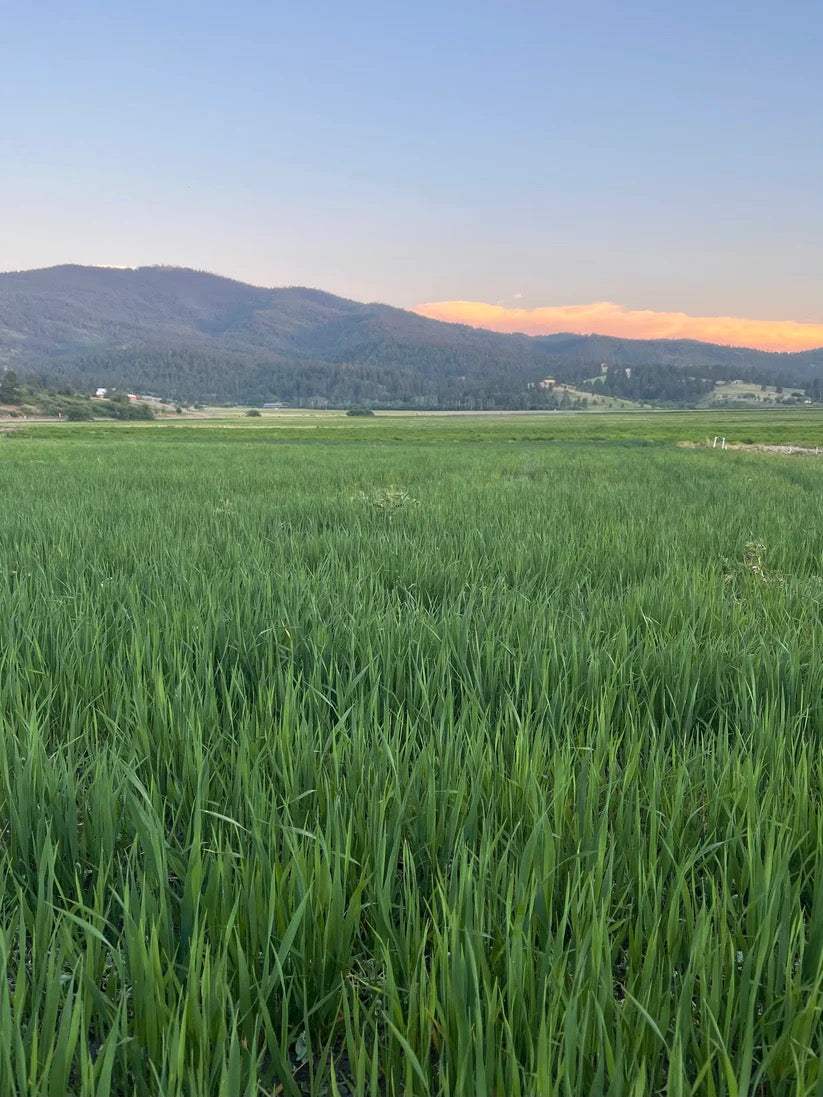 Green grasses growing in rows on a flower farm