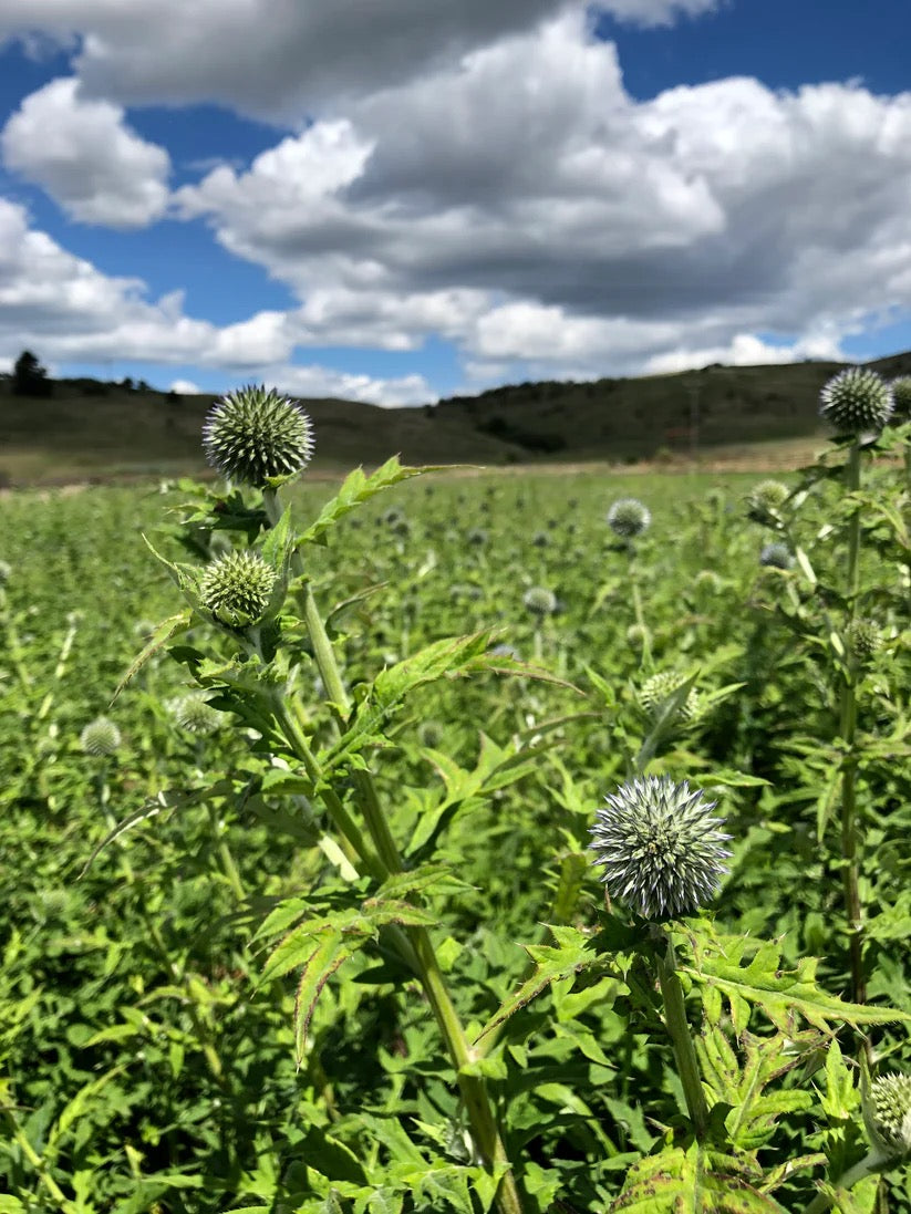 Sweet annie growing tall and dense in the field