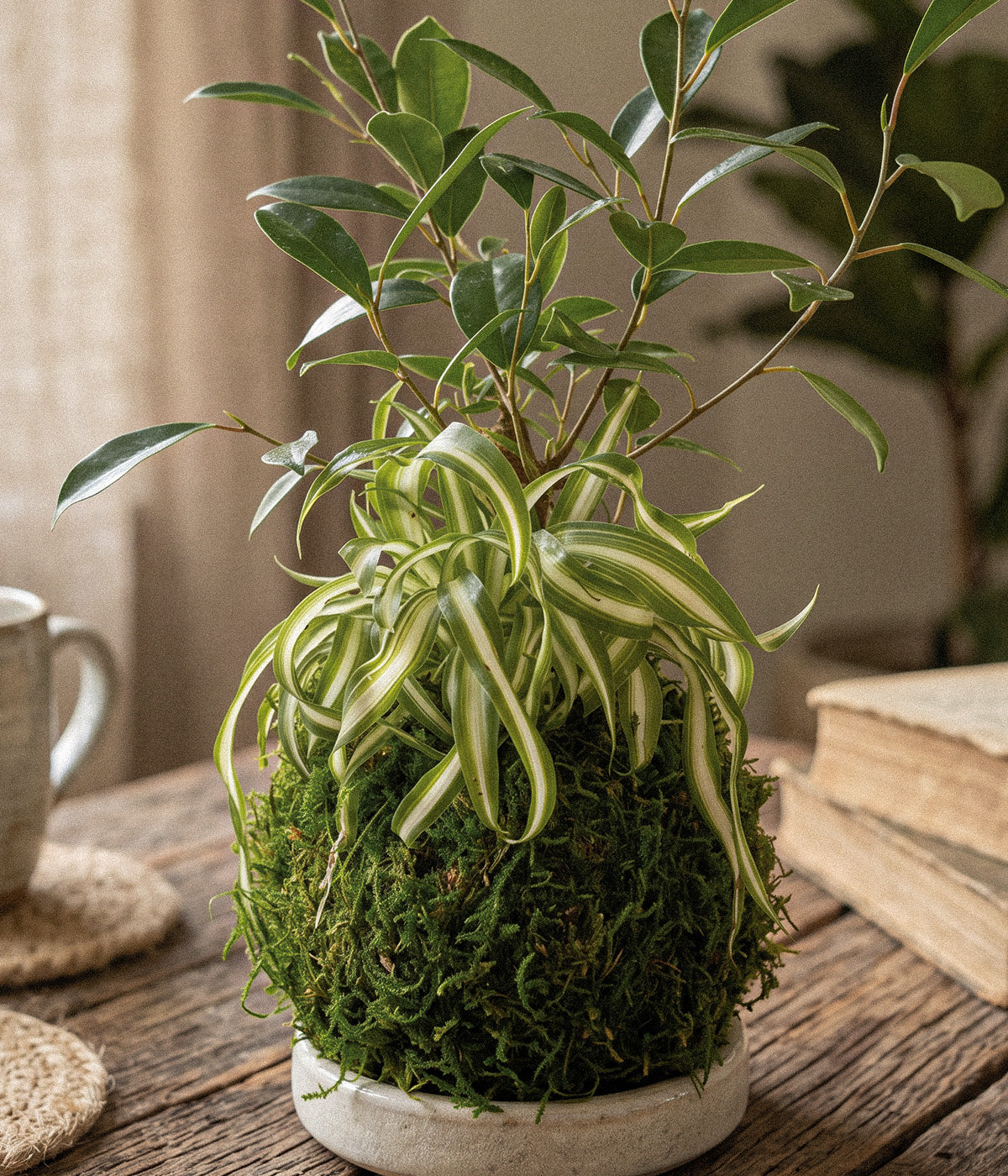 Spider Plant kokedama with arching striped foliage beneath glossy Ficus Ginseng leaves