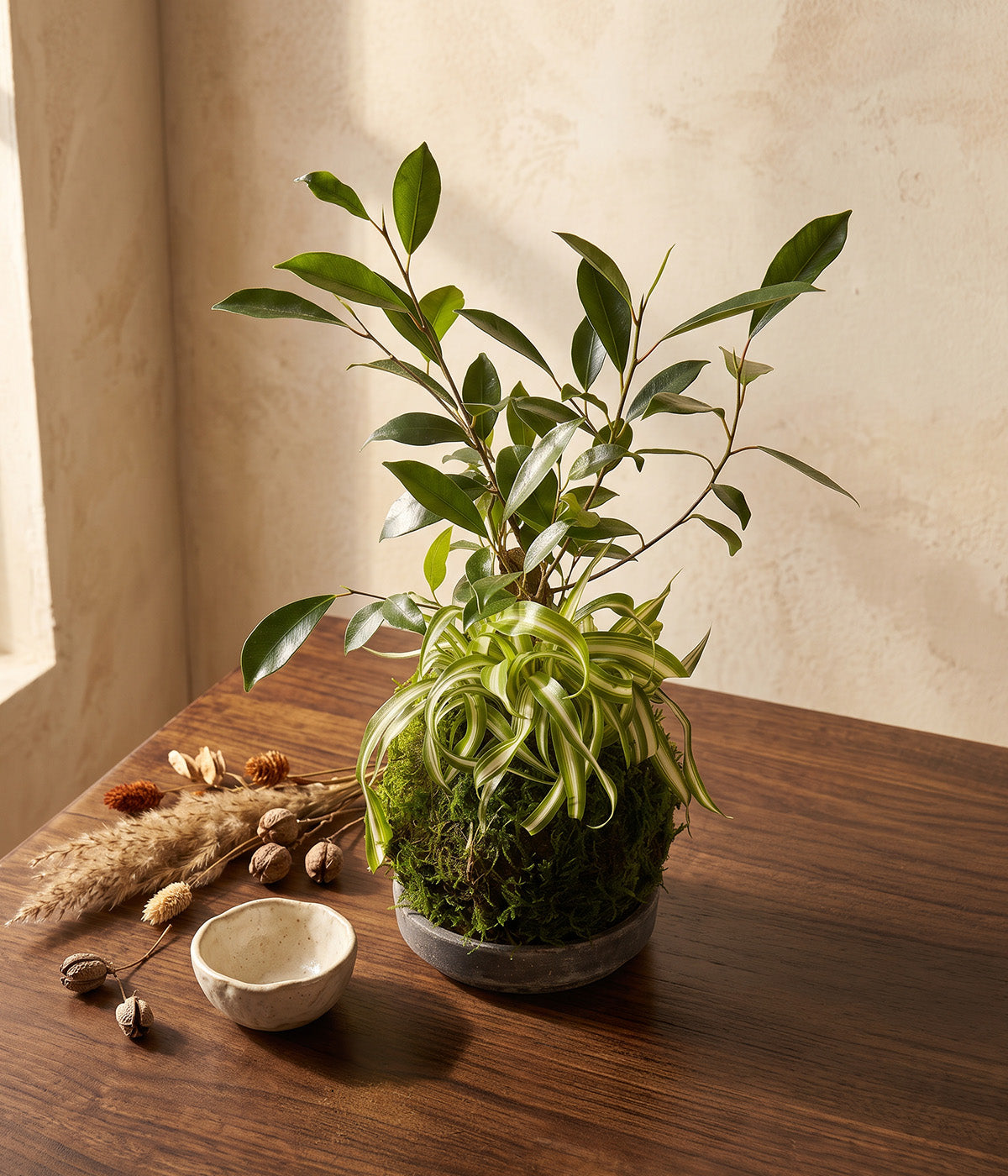 Ficus Ginseng and Spider Plant moss ball plant on a wood table with gray patina tray