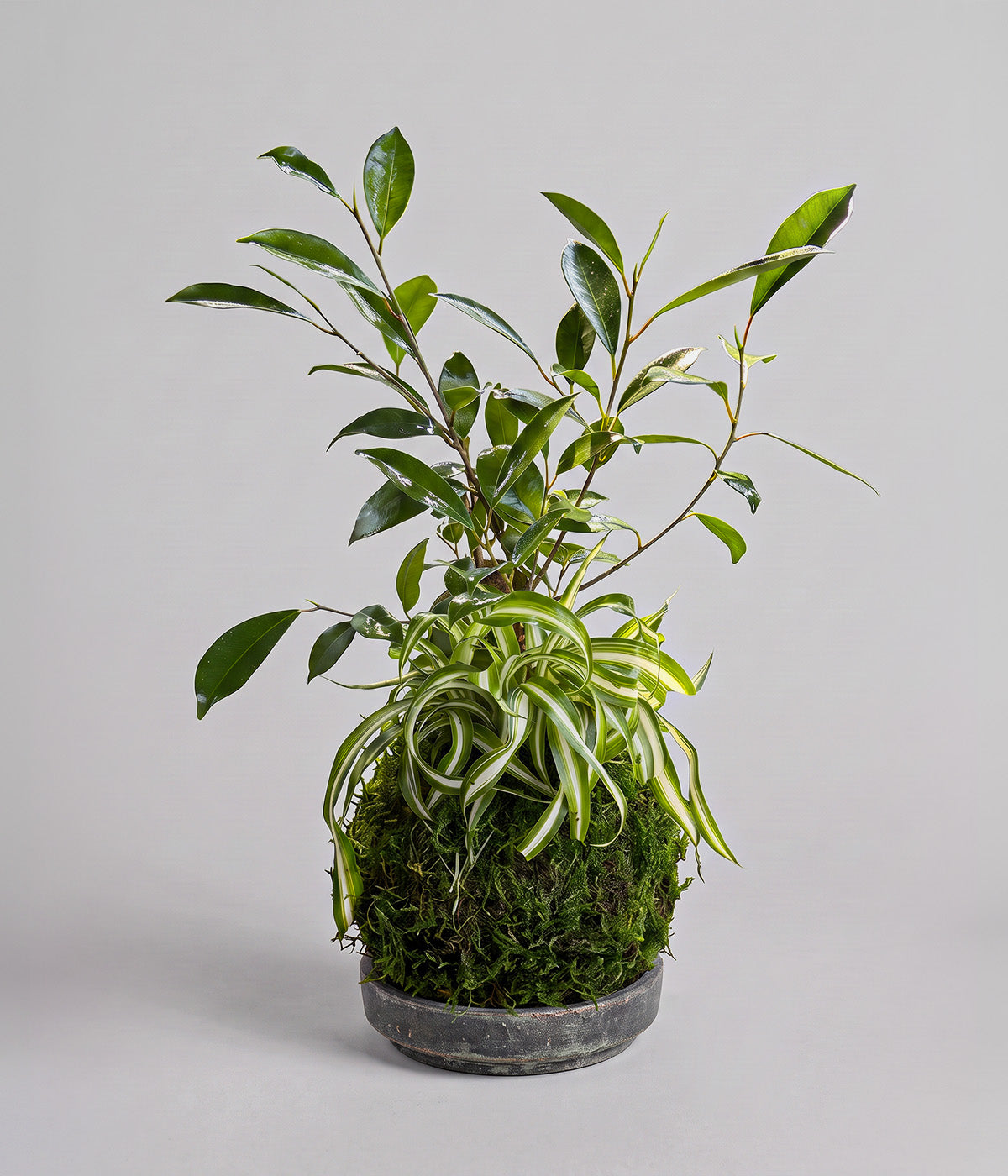 Ficus Ginseng and Spider Plant kokedama on a gray patina tray