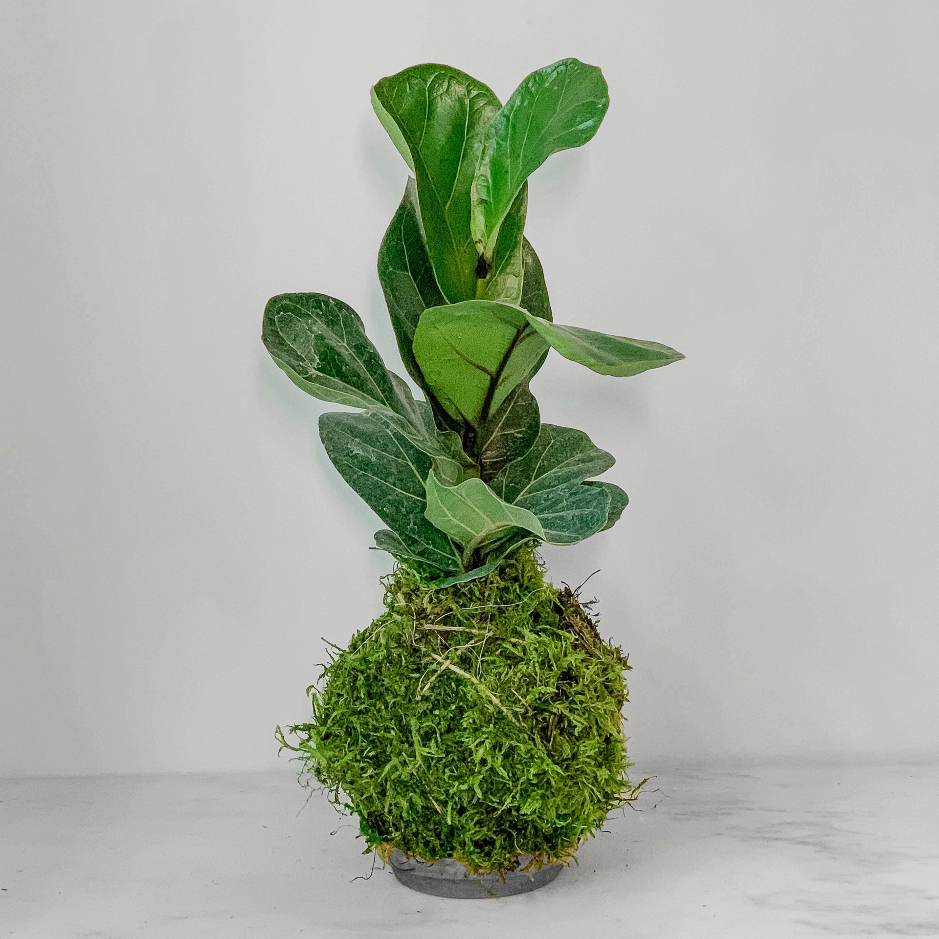 gardenista fiddle leaf fig Fiddle Leaf Fig