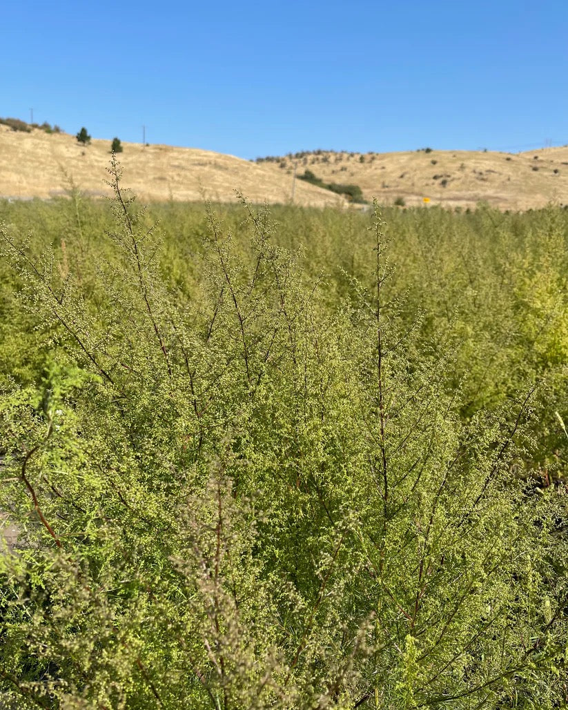 Sweet annie growing tall with fine textured green foliage