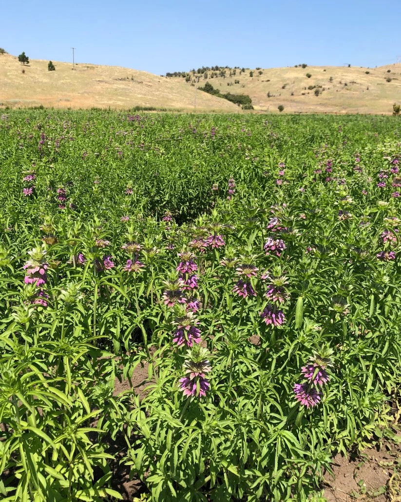 Purple flowering stems growing upright in cultivated rows