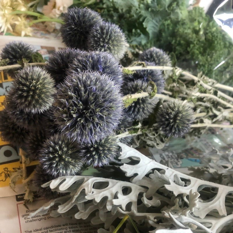 Dried Globe Thistle
