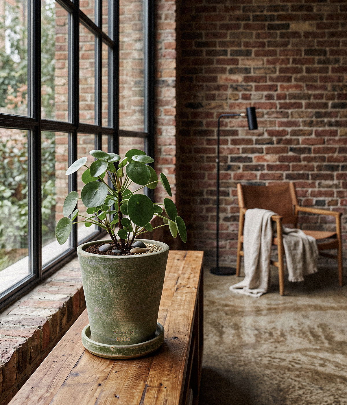 Garden Sage planter holding a round-leaved green plant on a wooden bench beside large industrial-style windows